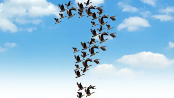 Geese migrating in question mark formation